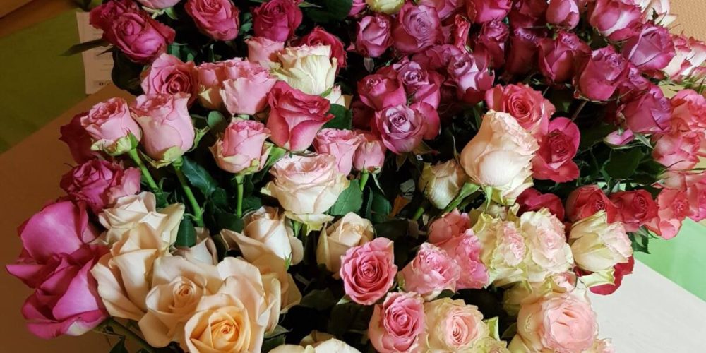 230 Rosen aus fairem Handel zum Valentinstag