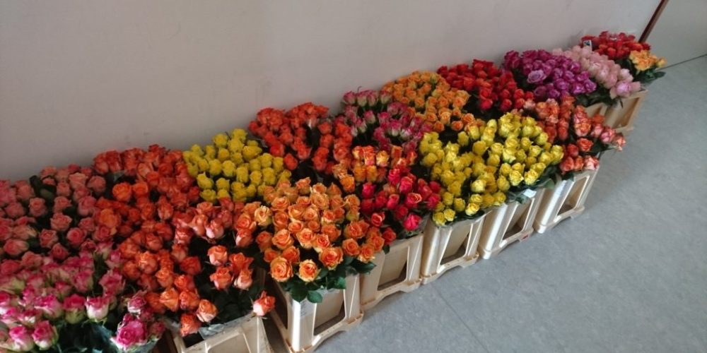 1200 fair gehandelte Rosen wurden am Valentinstag verschenkt!!!